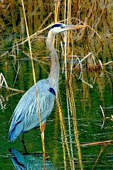 Heron Stylized